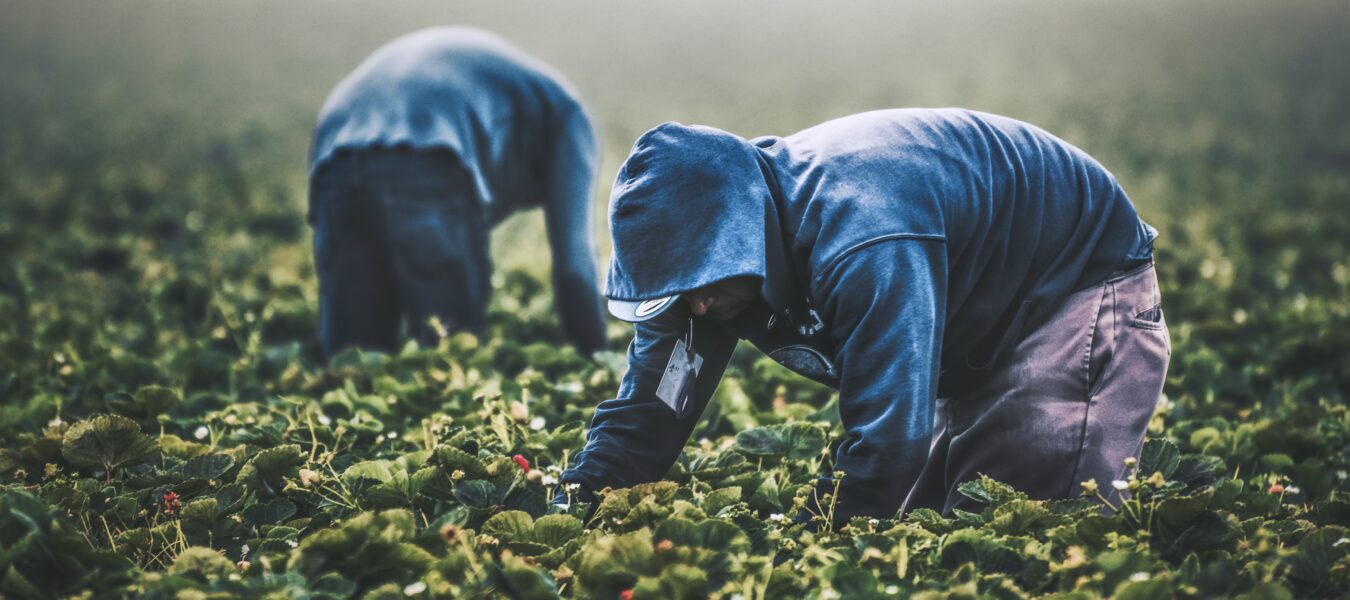 Field workers pick strawberries in California