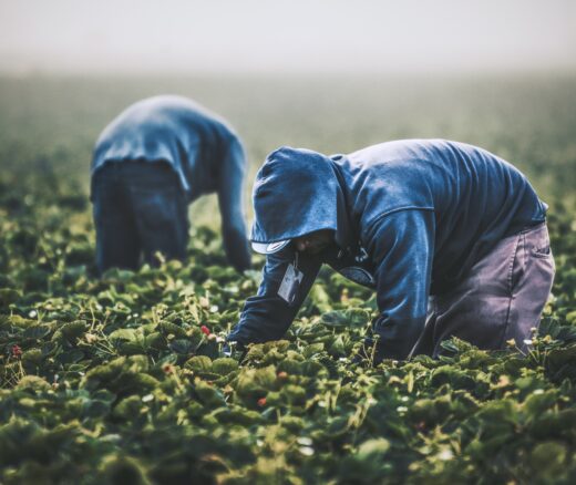 Field workers pick strawberries in California